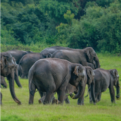 WILPATTU NATIONAL PARK